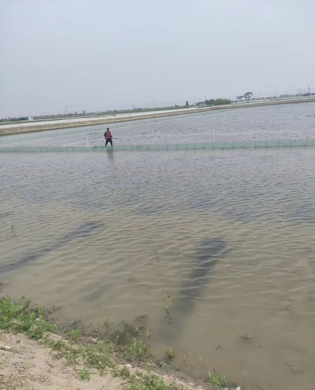 河蟹高密度养殖环沟塘伊乐草的种植方式的建议与构思