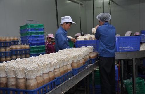 室内金针菇种植技术_蘑菇金针菇种植技术_室内种植金针菇视频