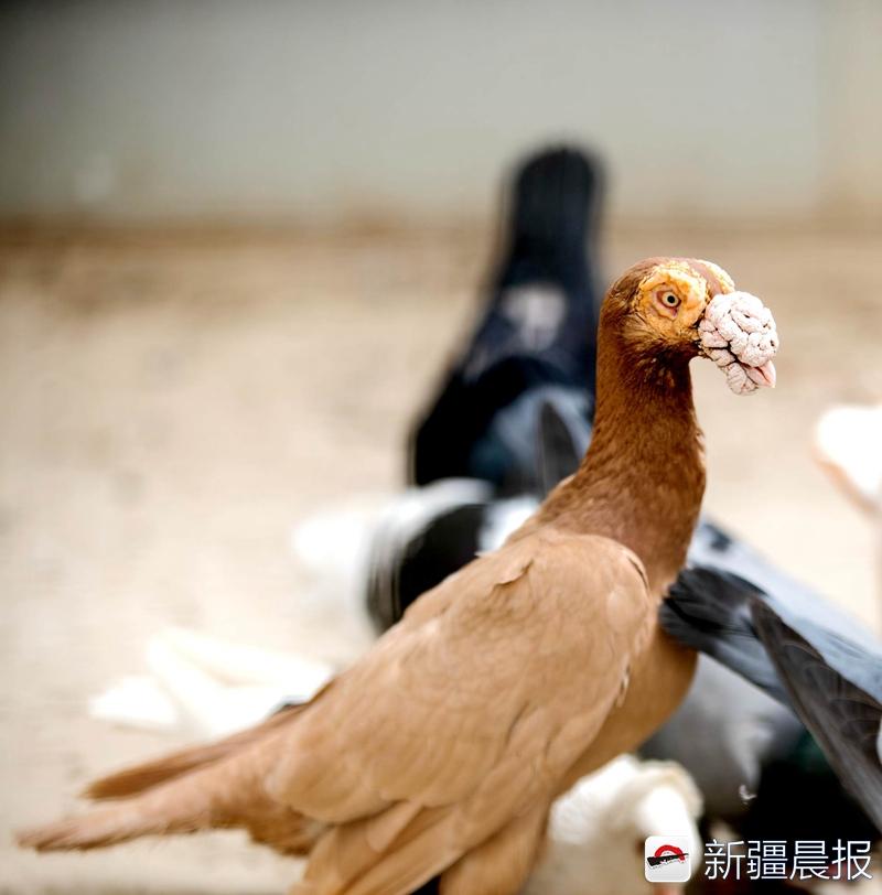 2016致富经养鸽子_致富经鸽子养殖_致富经养鸽视频
