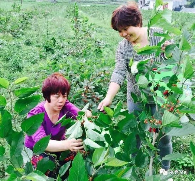 桑葚的种植前景与市场行情_桑葚种植来致富_种植桑椹的经济效益