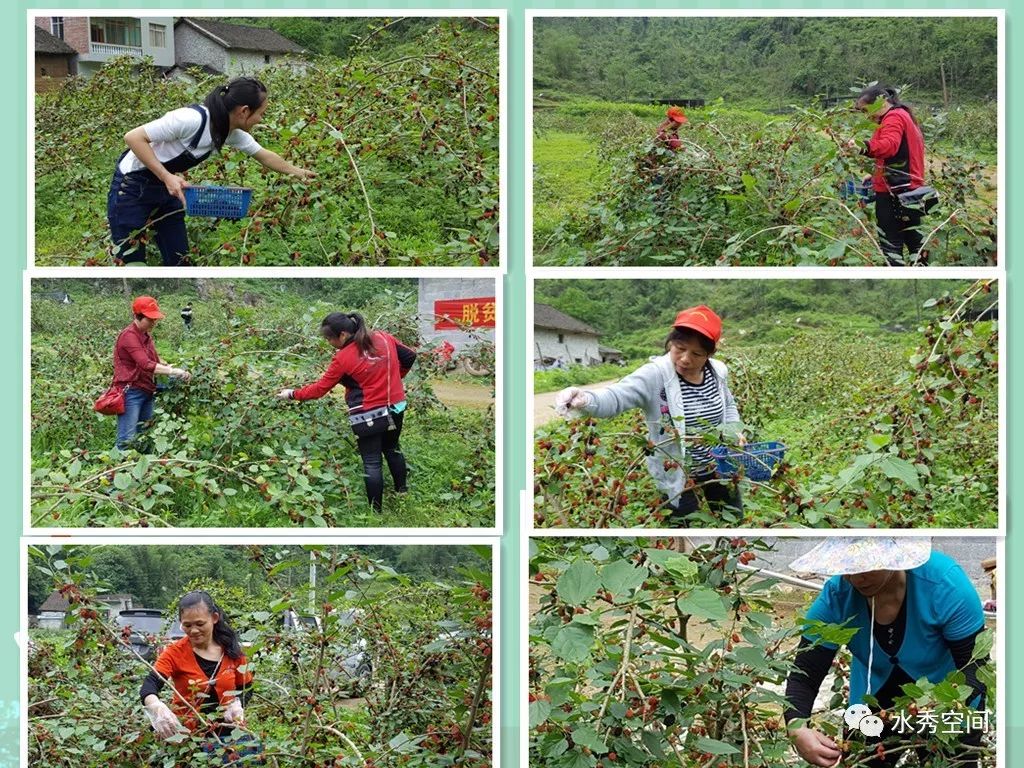 桑葚种植来致富_桑葚的种植前景与市场行情_种植桑椹的经济效益