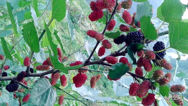 桑葚种植来致富_种植桑椹的经济效益_桑葚的种植前景与市场行情