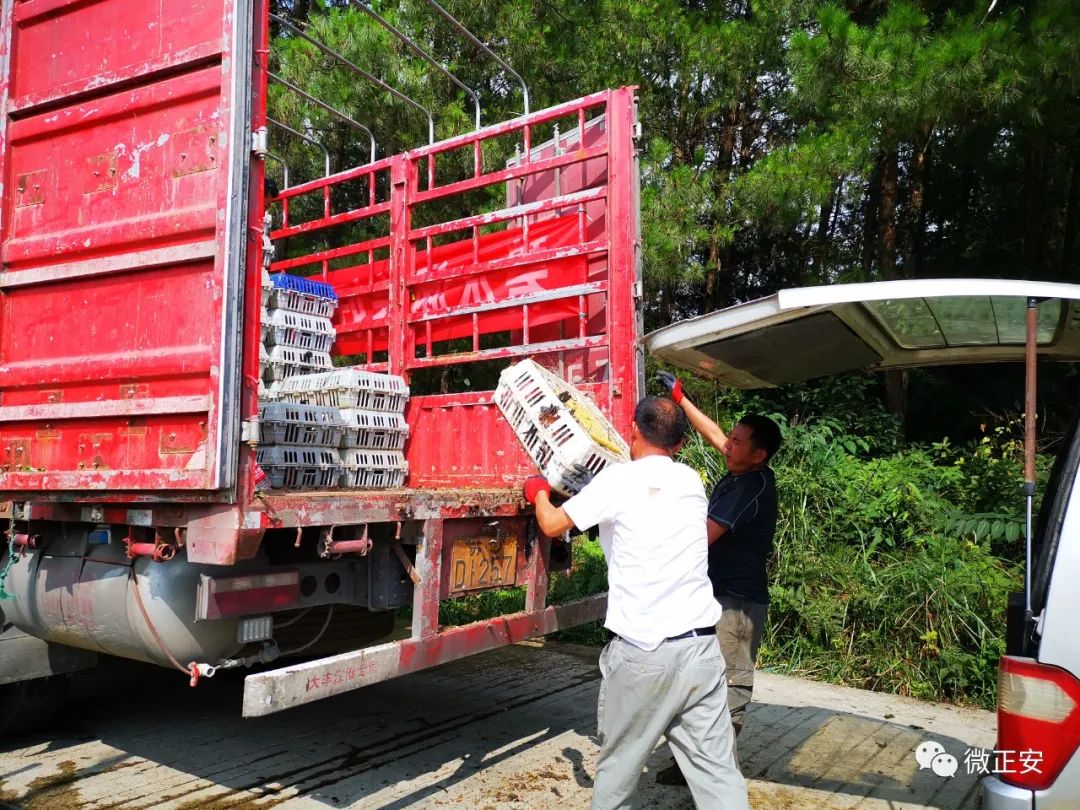 致富养殖绵羊赚钱吗_致富养殖绵羊怎么样_养殖绵羊致富