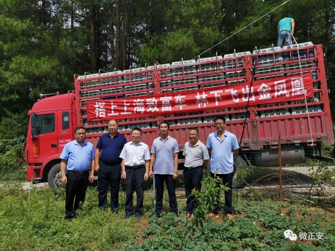 养殖绵羊致富_致富养殖绵羊怎么样_致富养殖绵羊赚钱吗