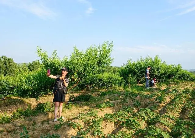 适合河南种植致富项目_河南种植致富视频_河南种植业致富项目