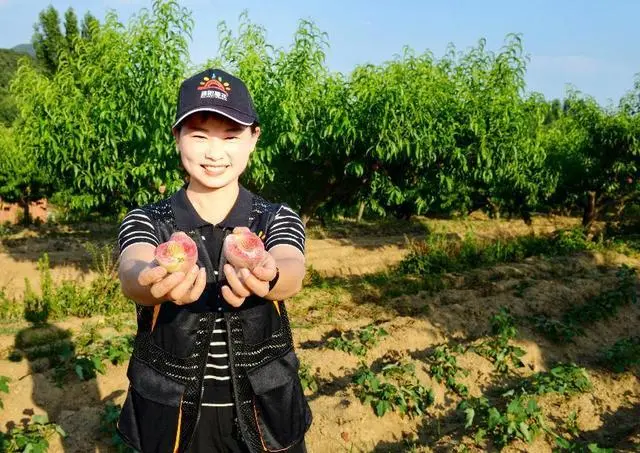 适合河南种植致富项目_河南种植业致富项目_河南种植致富视频