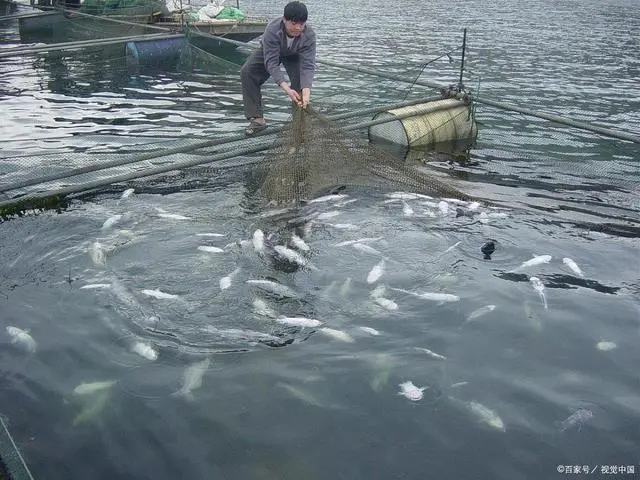 密度养殖草鱼技术要求_草鱼的养殖技术和密度_草鱼饲养密度计算