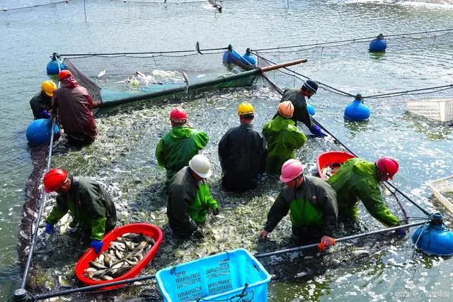 密度养殖草鱼技术要求_草鱼的养殖技术和密度_草鱼饲养密度计算