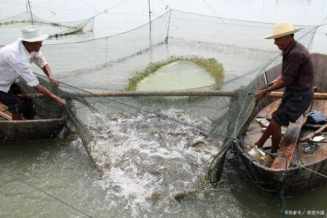 草鱼的养殖技术和密度_草鱼饲养密度计算_密度养殖草鱼技术要求