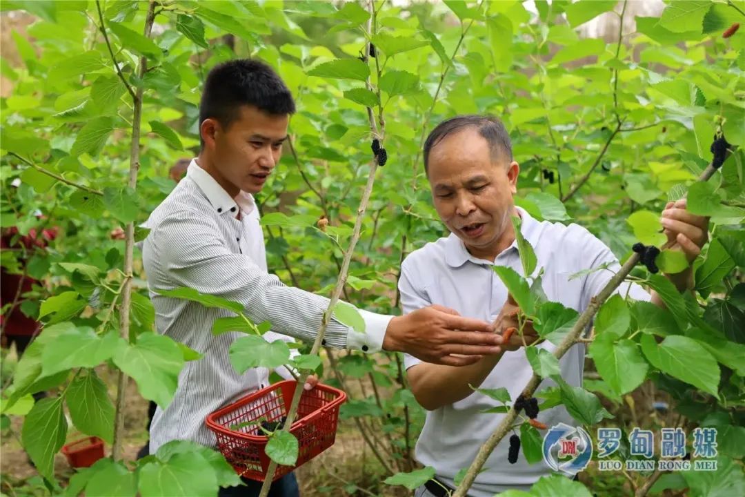 桑葚种植来致富_种植桑葚赚钱吗_种桑椹能致富吗