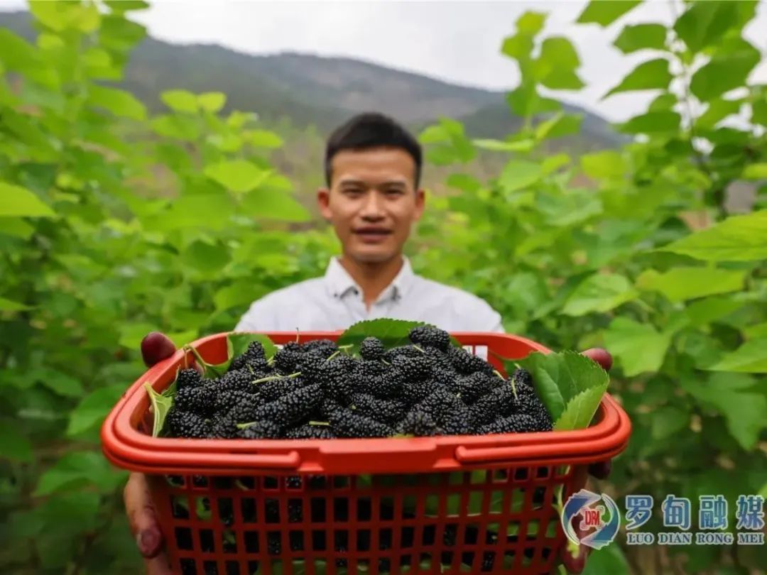 种植桑葚赚钱吗_种桑椹能致富吗_桑葚种植来致富