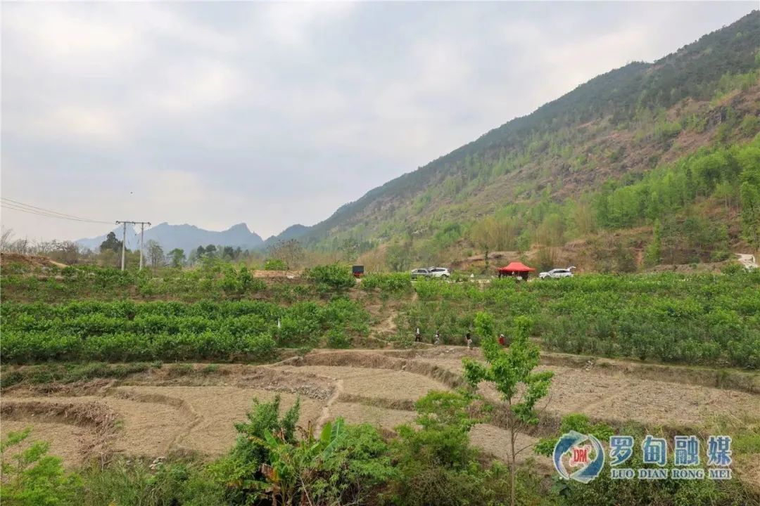 桑葚种植来致富_种桑椹能致富吗_种植桑葚赚钱吗