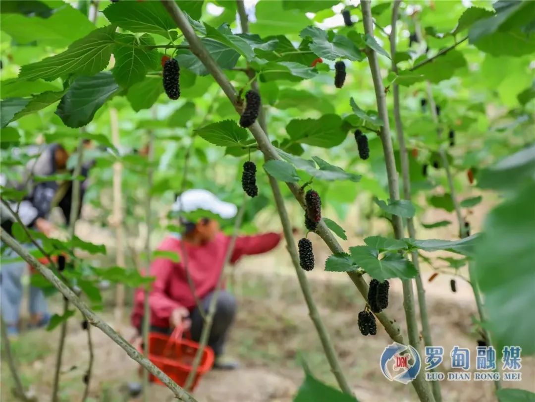 种植桑葚赚钱吗_桑葚种植来致富_种桑椹能致富吗