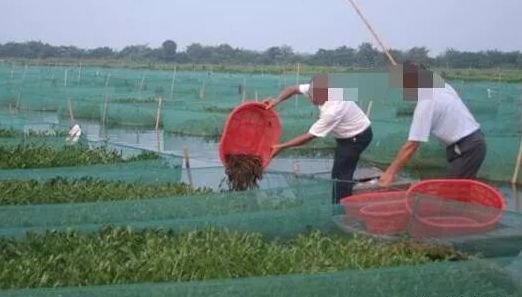 养殖冬季黄鳝技术要点_黄鳝冬季养殖技术_冬天养黄鳝怎么样保温