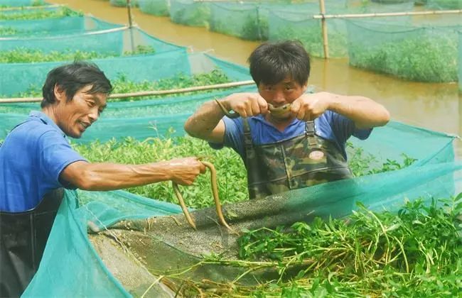 黄鳝冬季养殖技术_冬天养黄鳝怎么样保温_养殖冬季黄鳝技术要点