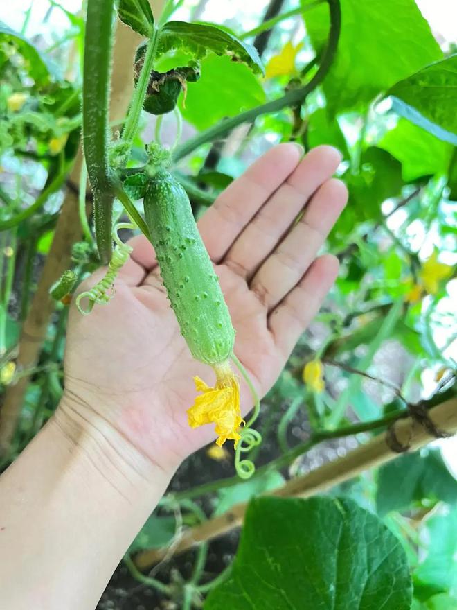 丝瓜种植致富蔬菜_丝瓜种植效益_致富蔬菜种植丝瓜视频