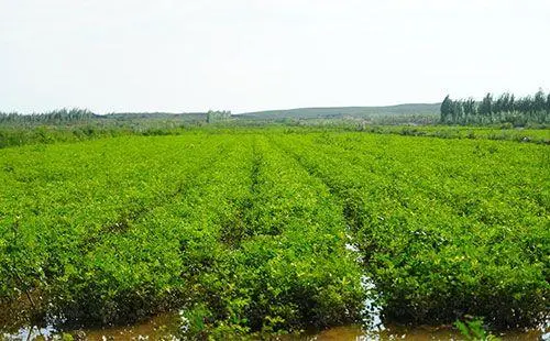 三农致富经种植_三农种植致富技术视频_致富经创业项目三农种植业