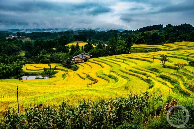 种植致富报道_种植致富新项目_种植致富案例