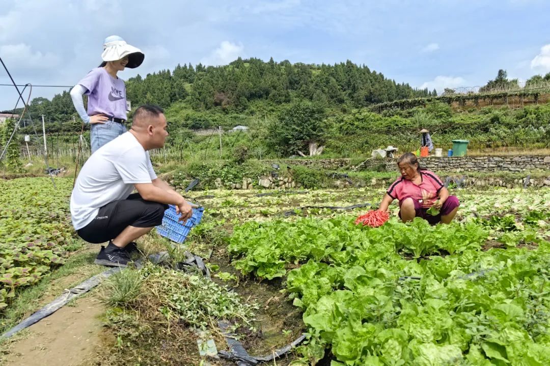 豇豆的种植时间和种植方法_豇豆种植技巧_豇豆种植技术相关推荐