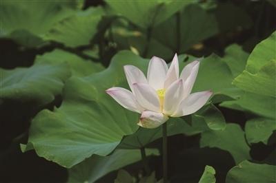 致富北海种植项目有哪些_北海种植基地_北海种植致富项目