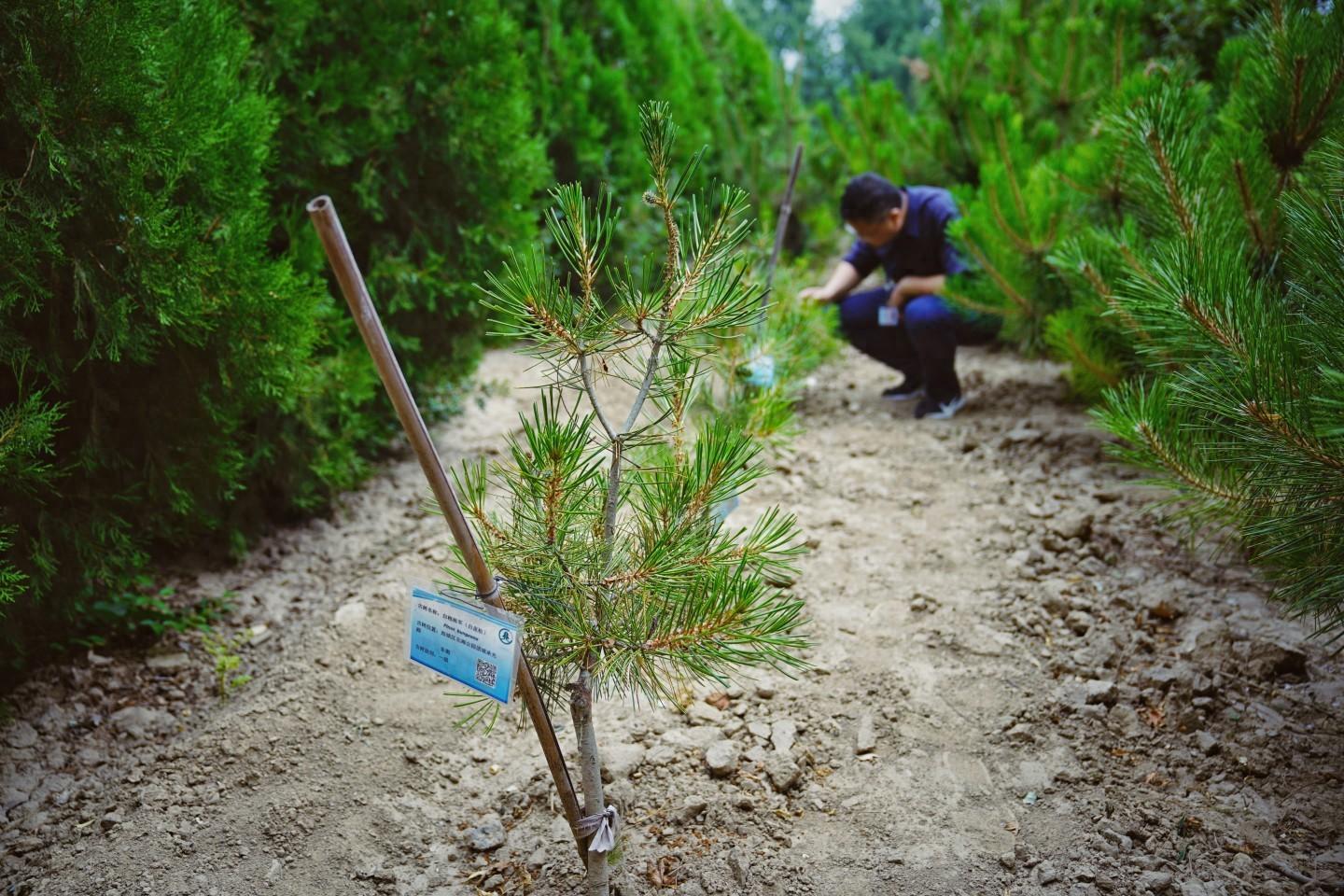 北海种植基地_致富北海种植项目有哪些_北海种植致富项目