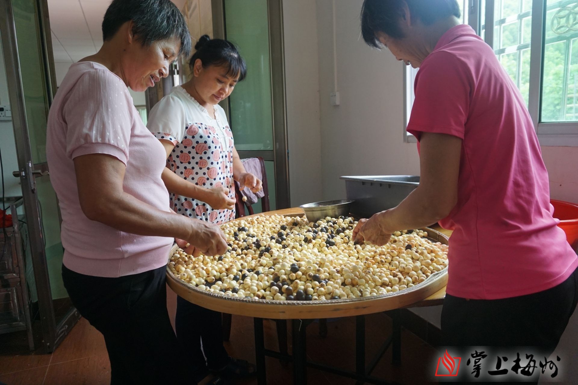 种植干莲子致富_种植莲子的效益怎么样_莲子种植成本与利润