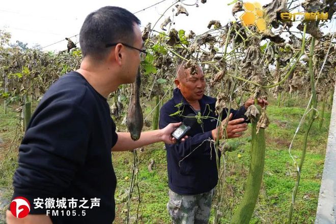 丝瓜种植效益_致富蔬菜种植丝瓜图片_丝瓜种植致富蔬菜