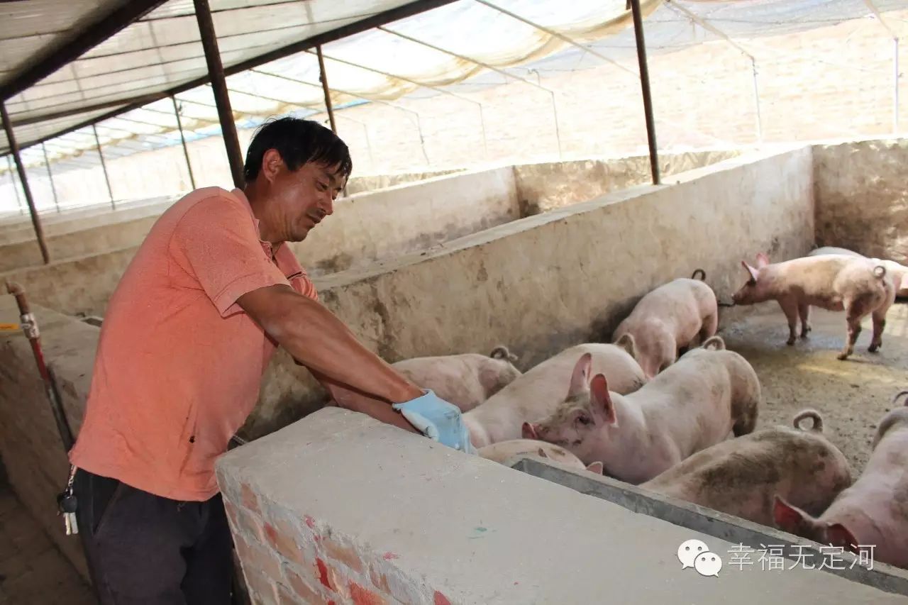 致富经大棚养猪种菜视频_致富经大棚养猪_致富大棚养猪赚钱吗