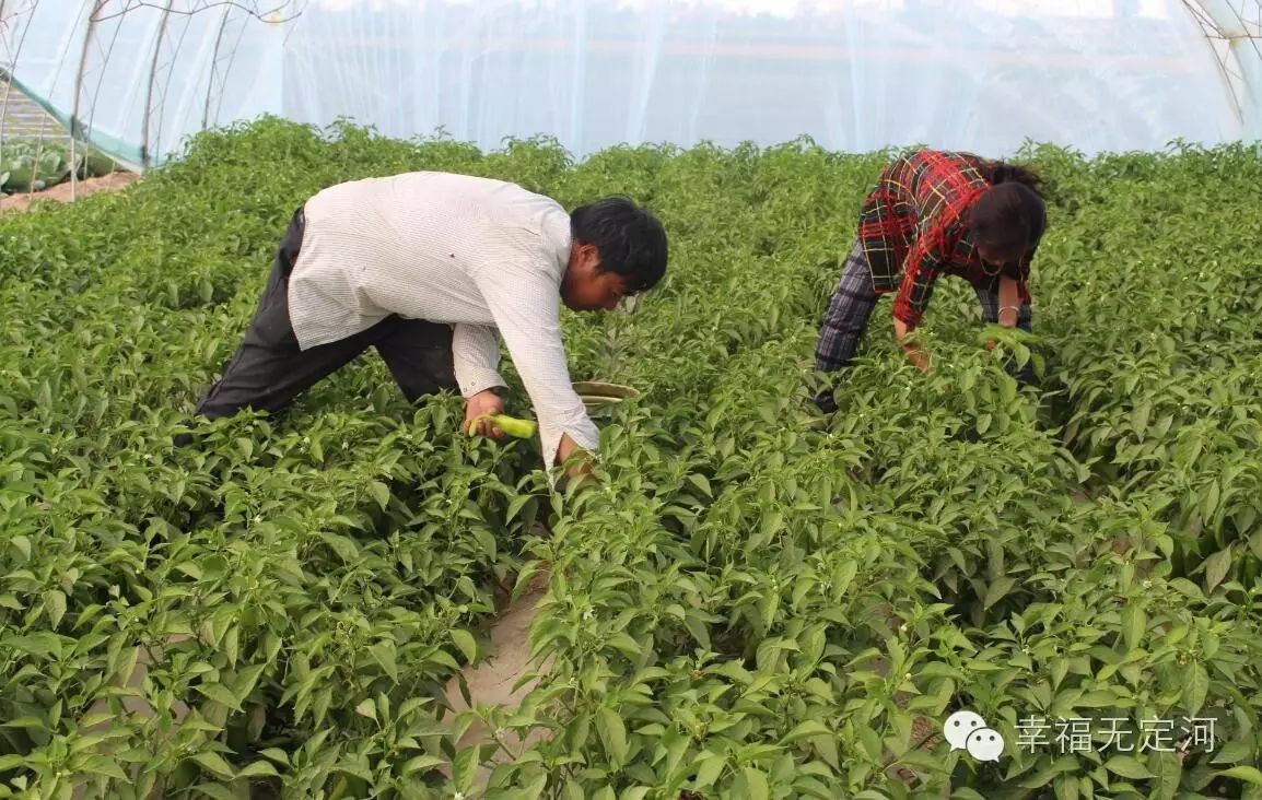 致富大棚养猪赚钱吗_致富经大棚养猪种菜视频_致富经大棚养猪