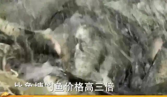 视频致富流水养殖草鱼是真的吗_致富经草鱼流水养殖视频_水产养殖草鱼视频