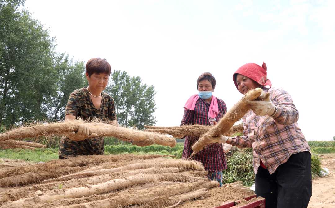 小吴屯村山药丰收了。李顶摄