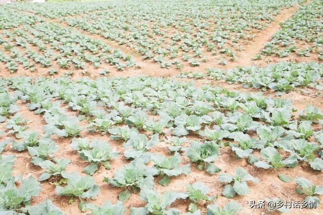 秋季白菜种植时间_秋季白菜种植技术视频教程_白菜秋季种植技术