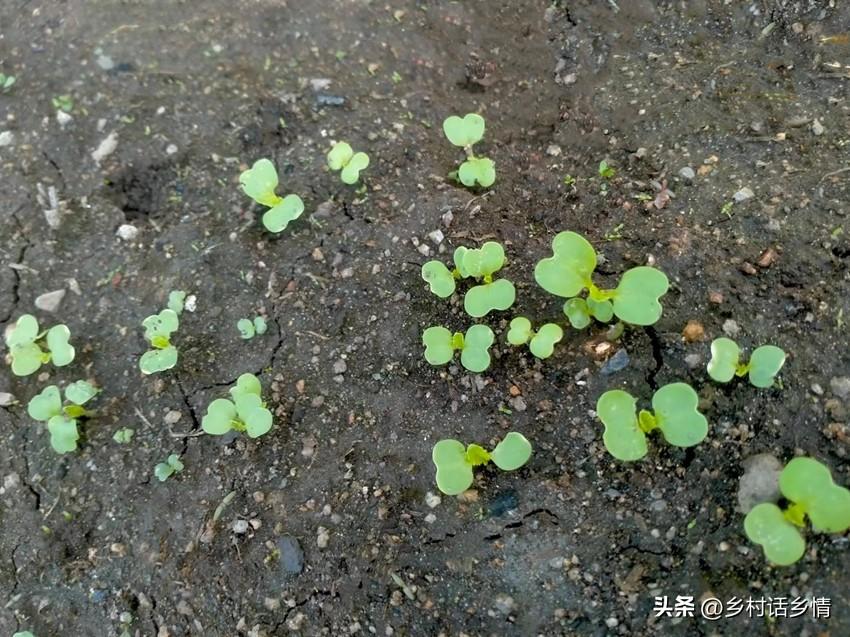 秋季白菜种植时间_秋季白菜种植技术视频教程_白菜秋季种植技术