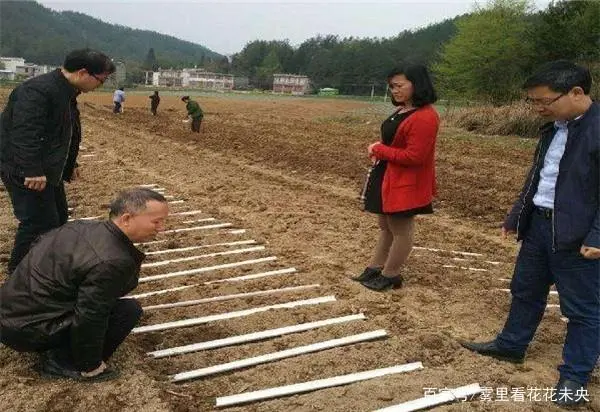 2018农村致富好项目？山药种植有前途！