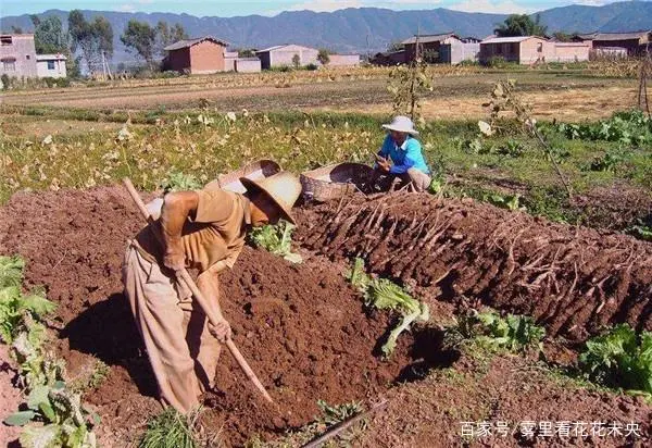 农村种植山药赚钱吗_致富山药种植农村视频_农村种植山药致富