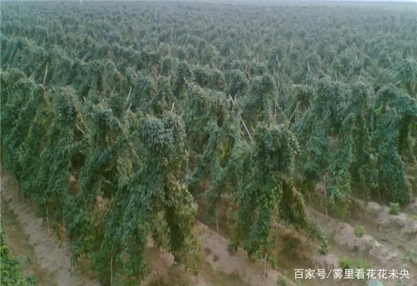 农村种植山药致富_农村种植山药赚钱吗_致富山药种植农村视频