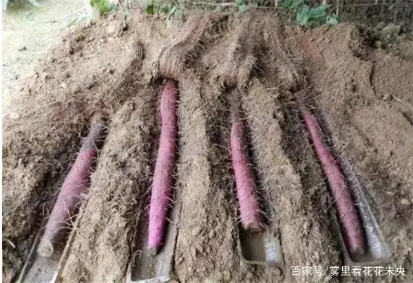 致富山药种植农村视频_农村种植山药赚钱吗_农村种植山药致富