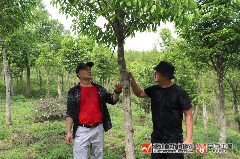 沉香种植技术视频_沉香种植技术和管理浇水_沉香如何种植技术