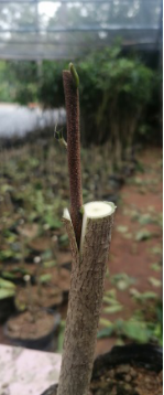 沉香如何种植技术_沉香种植技术及栽培方法_沉香种植技术与管理