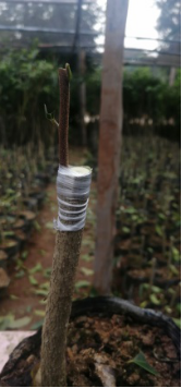 沉香如何种植技术_沉香种植技术及栽培方法_沉香种植技术与管理