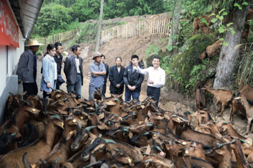 南江黄羊养殖技术培训_南江黄羊养殖基地视频_致富经养殖南江黄羊