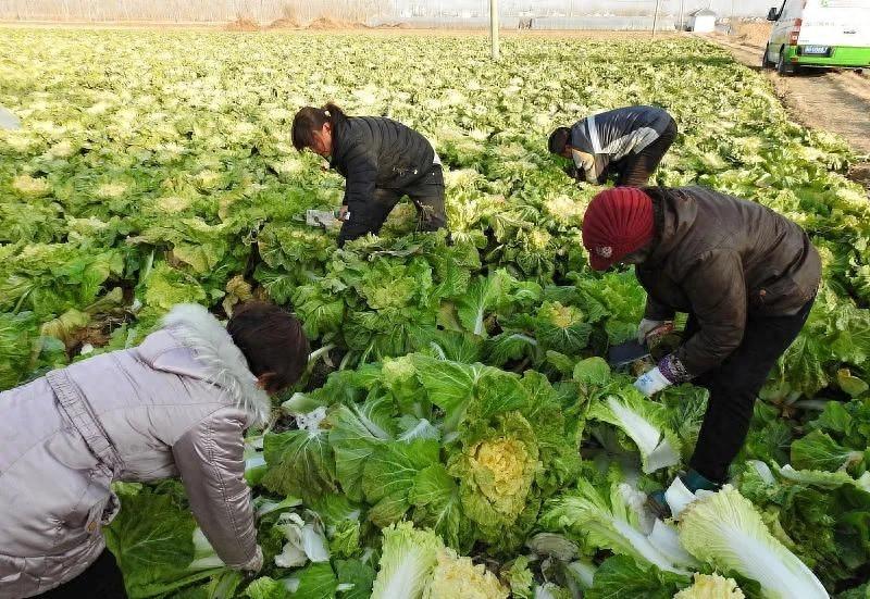 秋季最好的白菜种子怎么种_白菜秋季种植技术_秋季白菜怎么种