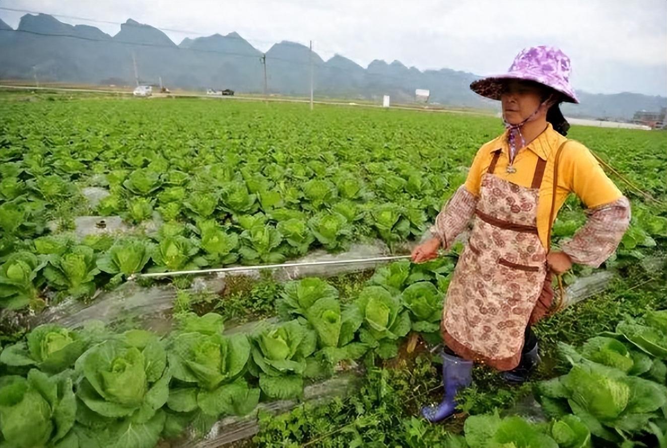 秋季白菜怎么种_白菜秋季种植技术_秋季最好的白菜种子怎么种