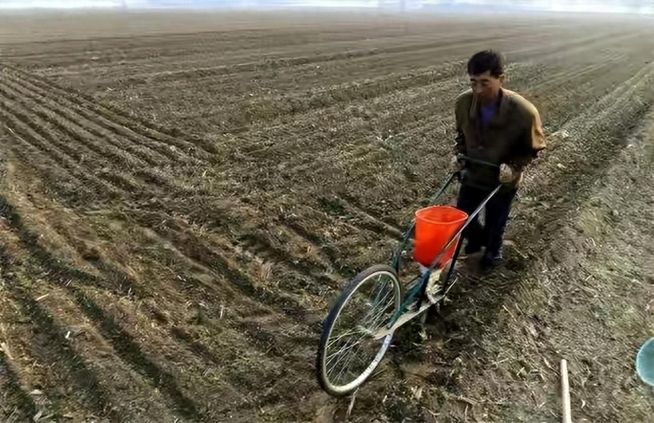 秋季白菜怎么种_白菜秋季种植技术_秋季最好的白菜种子怎么种