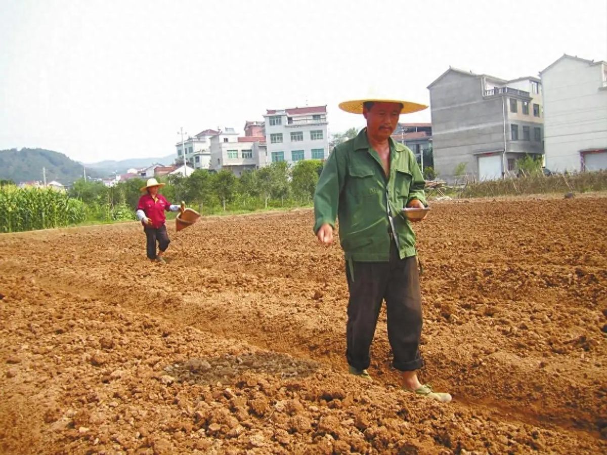 秋季白菜怎么种_白菜秋季种植技术_秋季最好的白菜种子怎么种