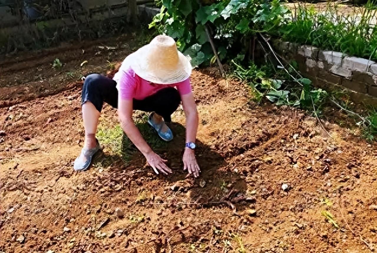 白菜秋季种植技术_秋季白菜怎么种_秋季最好的白菜种子怎么种