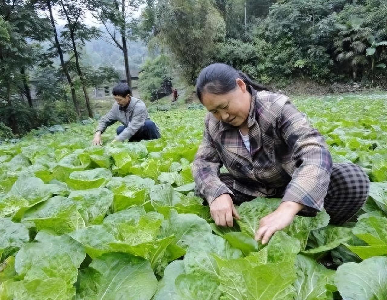 白菜秋季种植技术_秋季白菜怎么种_秋季最好的白菜种子怎么种