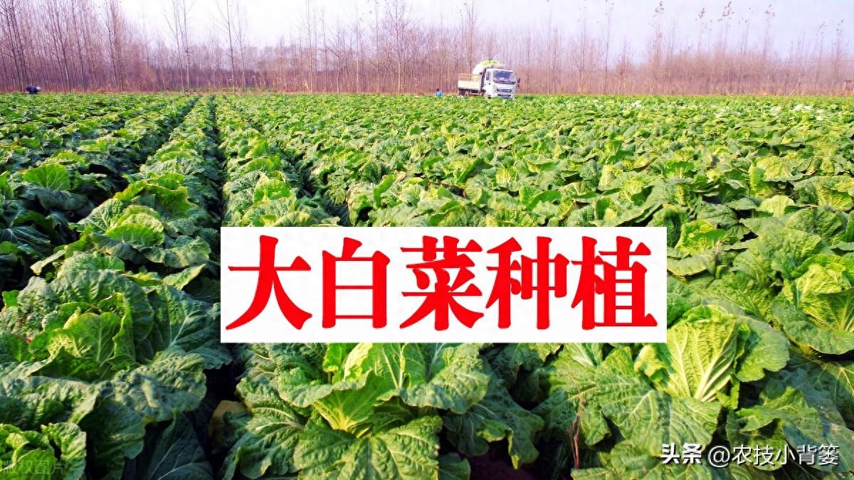 如何才能种好大白菜？这3个方面一定不能忽视