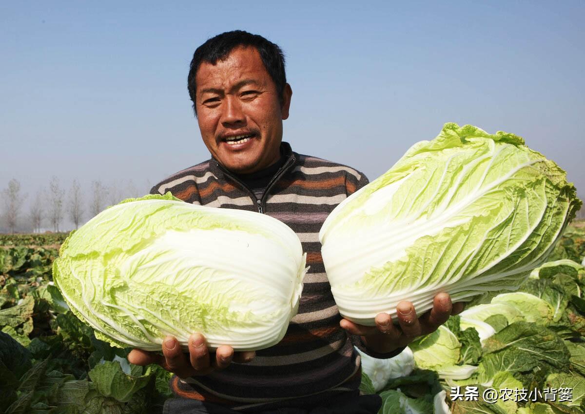 秋季白菜怎么种_秋季白菜种植技术与管理_白菜秋季种植技术