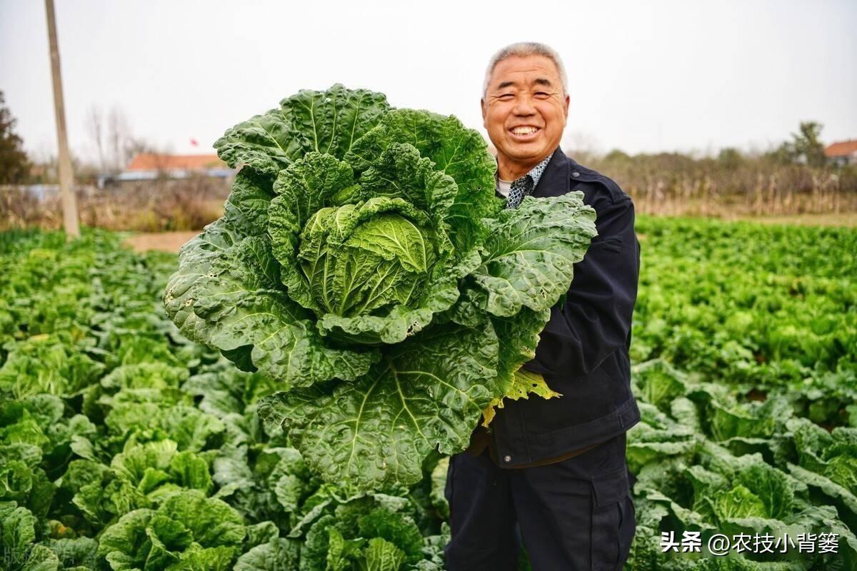 秋季白菜怎么种_白菜秋季种植技术_秋季白菜种植技术与管理